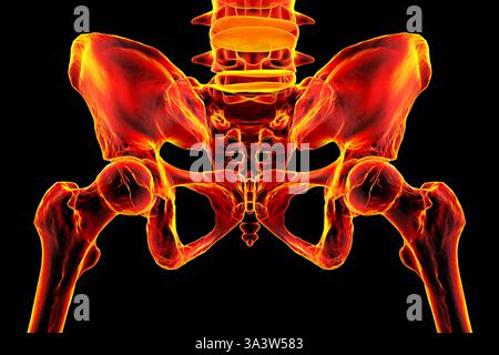 Illustration de l'anatomie des os pelviens, montrant la structure des coxales, sacrum, coccyx, vertèbres lombaires et fémurs. Banque D'Images