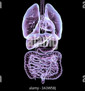 Illustration de l'anatomie du système respiratoire et digestif humain, détaillant la structure des organes impliqués dans la respiration et la digestion. Banque D'Images