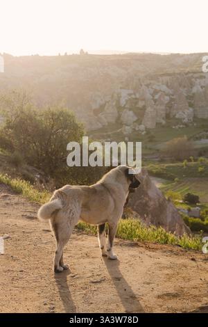 Chien berger anatolien se tient près du photographe, regardant au-dessus des vallées ensoleillées de Goreme, Cappadoce, Turquie. Les cheminées de fées s'élèvent derrière Banque D'Images