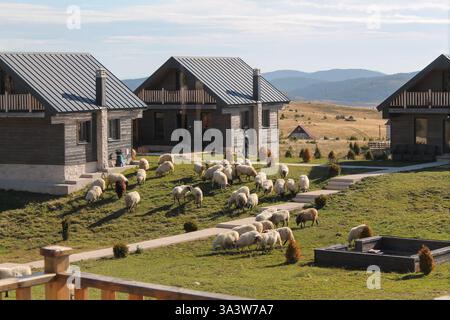 Une vue par la fenêtre à Adria Nord Chalets, à Zabljak, Monténégro, avec des moutons sur leur pâture matinale Banque D'Images
