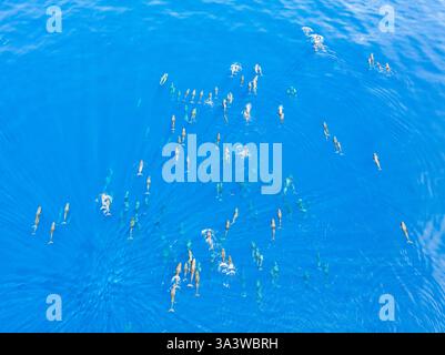 Un groupe de baleines à tête melon, Peponocephala electra, nage à la surface du golfe de Tomini sur la côte est de Sulawesi, en Indonésie. Banque D'Images