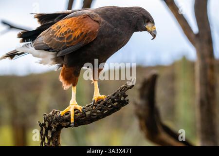 Un Harris Hawk brun foncé à Tucson, Arizona Banque D'Images