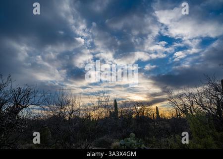 Un long et mince Saguaro Cactus à Tucson, Arizona Banque D'Images