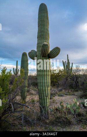Un long et mince Saguaro Cactus à Tucson, Arizona Banque D'Images