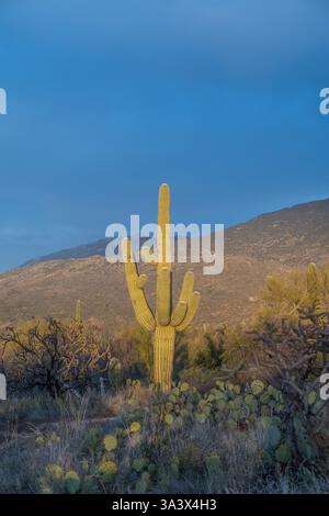Un long et mince Saguaro Cactus à Tucson, Arizona Banque D'Images