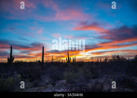 Un long et mince Saguaro Cactus à Tucson, Arizona Banque D'Images