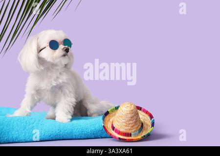Adorable chien bolognais dans des lunettes de soleil sur serviette avec chapeau sur fond lilas Banque D'Images