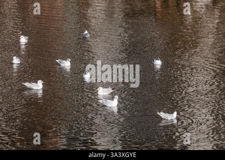 Mouettes nageant sur une surface d'eau sombre, Allemagne Banque D'Images