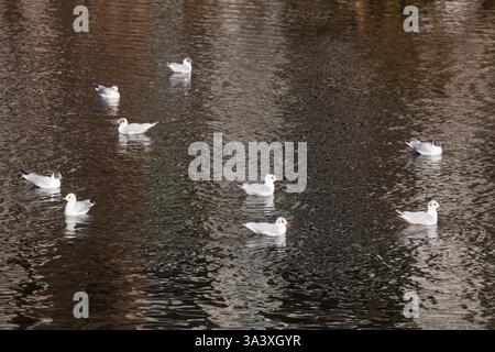 Mouettes nageant sur une surface d'eau sombre, Allemagne Banque D'Images