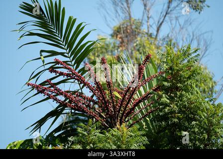 Pulvérisation de fleurs rouges sur le dessus d'un parapluie du Queensland, Schefflera actinophylla, au bord de la route, Gold Coast, Australie. Plante envahissante sans retenue. Banque D'Images