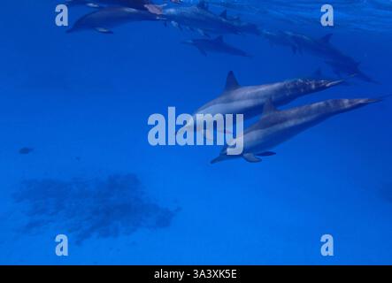 Dauphins en mer Rouge près de Marsa Alam, Egypte Banque D'Images