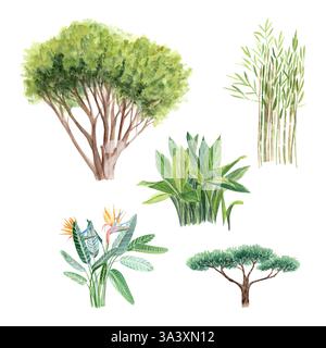 PIN, Aspidistra, Strelitzia, bambou, cupressus aquarelle ensemble isolé sur blanc. Illustrations peintes à la main parfaites comme éléments de conception pour Banque D'Images