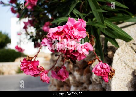 Double Oleander rose (Nerium oleander) à côté d'un mur de pierre sèche à Minorque Banque D'Images