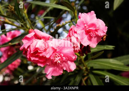 Double Oleander rose (Nerium oleander) à côté d'un mur de pierre sèche à Minorque Banque D'Images