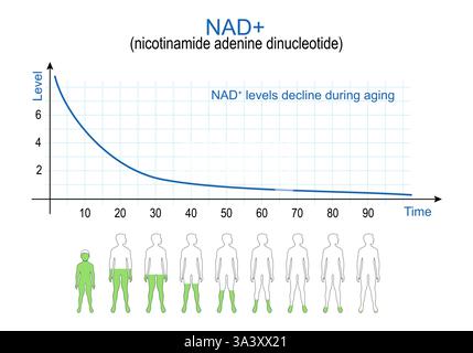 NAD. Processus de vieillissement et nicotinamide adénine dinucléotide. NAD niveaux plus. graphique. Illustration vectorielle. Schéma médical. Illustration de Vecteur