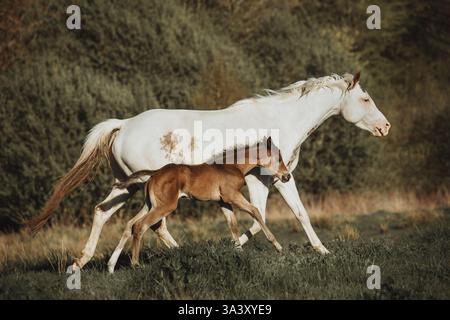 Peinture de chevaux Banque D'Images