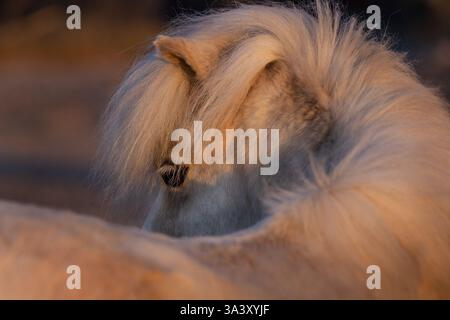 Poney Shetland Banque D'Images