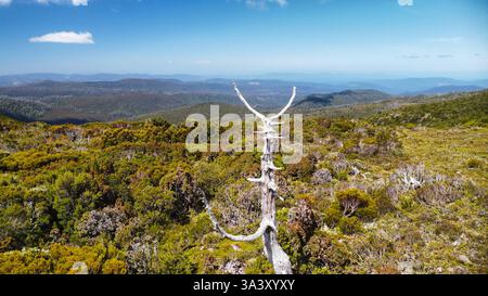 Un arbre mort devant l'immensité de la Tasmanie, vu d'en haut Banque D'Images