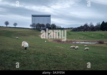 Les moutons paissent paisiblement dans un vaste champ d'herbe vallonné dans un parc public, tandis que les bâtiments urbains contrastent la nature avec la vie urbaine Banque D'Images