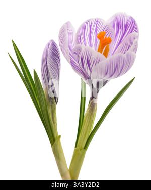 Crocus Pickwick rayé isolé sur fond blanc Banque D'Images