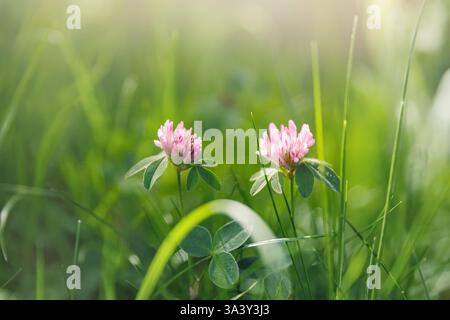 Vue rapprochée de deux fleurs de trèfle rose fleurissant dans une prairie d'herbe verte luxuriante sous la lumière douce du soleil au lever du soleil du matin. Fleurs sauvages naturelles printemps floral Banque D'Images