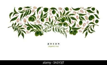 Grain de noix de pécan. Plantation verte. Assortiment vectoriel de noix, feuillage rustique. Illustration graphique botanique sur fond blanc. Espace libre pour votre texte Illustration de Vecteur