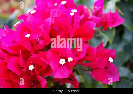 Les fleurs rouge vif avec centre blanc de Bougainvillea sur un fond naturel Banque D'Images