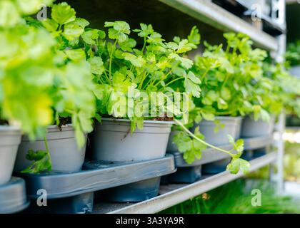 Plantes de persil frais dans des pots gris alignés sur une étagère en métal, prospérant dans un cadre de serre. La vue rapprochée met en évidence le feuillage vert éclatant et Banque D'Images