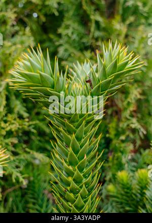 Gros plan détaillé d'une branche d'Araucaria vert éclatant avec des feuilles en forme d'aiguilles. La texture riche et les motifs complexes mettent en valeur les plantes naturelles Banque D'Images