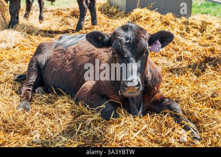 Portrait de veau angus noir couché dans de la paille de foin Banque D'Images