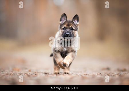 Berger allemand de la RDA Banque D'Images