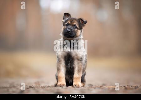 Berger allemand de la RDA Banque D'Images