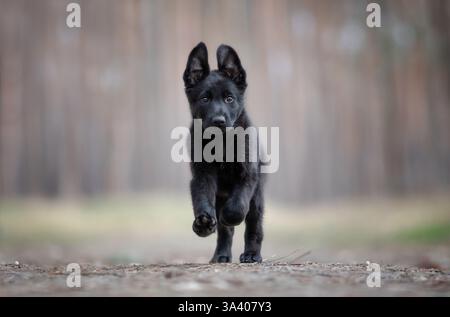 Berger allemand de la RDA Banque D'Images
