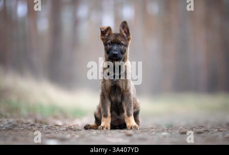 Berger allemand de la RDA Banque D'Images