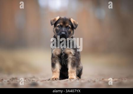 Berger allemand de la RDA Banque D'Images
