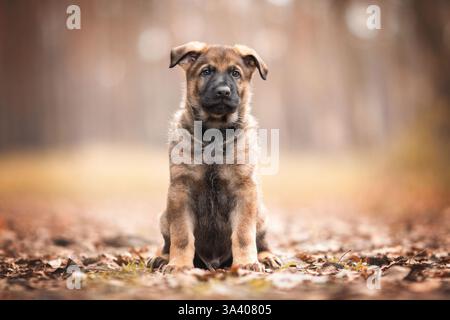 Berger allemand de la RDA Banque D'Images