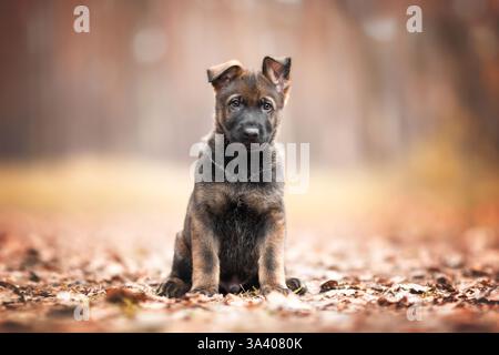 Berger allemand de la RDA Banque D'Images