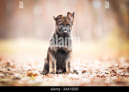 Berger allemand de la RDA Banque D'Images