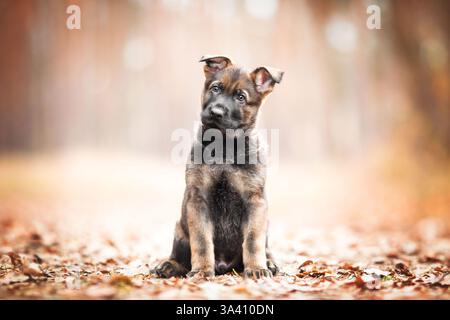 Berger allemand de la RDA Banque D'Images