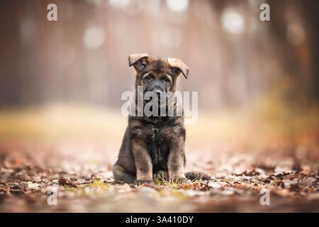 Berger allemand de la RDA Banque D'Images