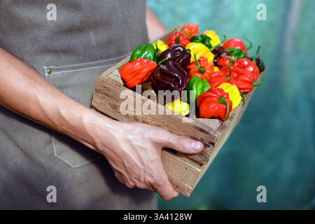 Le fermier tient des poivrons habanero multicolores mûrs (capsicum chinense) dans une boîte en bois. Les poivrons mexicains très chauds se rapprochent Banque D'Images