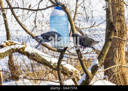 Une mangeoire à oiseaux fabriquée à partir d'une bouteille en plastique est suspendue à une branche d'arbre. Deux oiseaux picorent les grains de la mangeoire. Banque D'Images