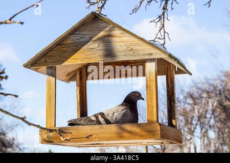 Une mangeoire à oiseaux en bois est suspendue à une branche d'arbre. Une colombe est assise dans la mangeoire contre un ciel bleu. Banque D'Images