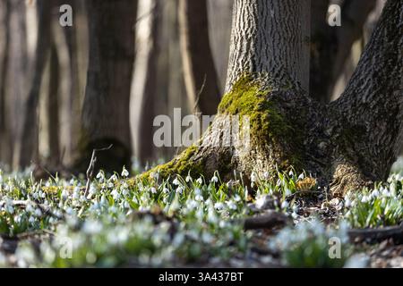 Fleurs blanches en forme de goutte de neige fleurissant au printemps à la base d'un tronc d'arbre moussue dans une forêt, signalant l'arrivée de la nouvelle saison Banque D'Images
