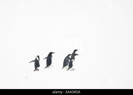 Un groupe de jeunes manchots Adelie (Pygoscelis adeliae) courant sur la glace en Antarctique. Banque D'Images