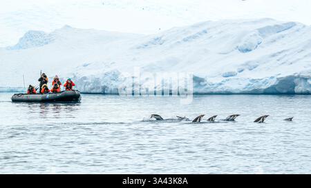 Un groupe de touristes du Lindblad National Geographic Endurance regarde depuis un zodiaque comme un radeau de pingouins Gentoo (Pygoscelis papua) nager. Banque D'Images