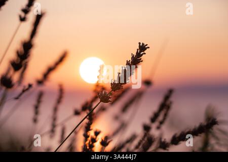 Lavendelstrauch im Sonnenuntergang mit Reflektion am Meer Banque D'Images