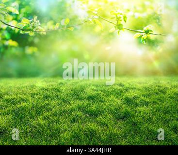 Droit d'herbe naturel avec bokeh flou et rayons de soleil, fond de printemps de Pâques Banque D'Images