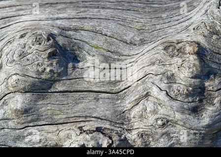 Image en gros plan de bois flotté altéré avec des motifs de grain uniques et des nœuds texturés en bois gris Banque D'Images