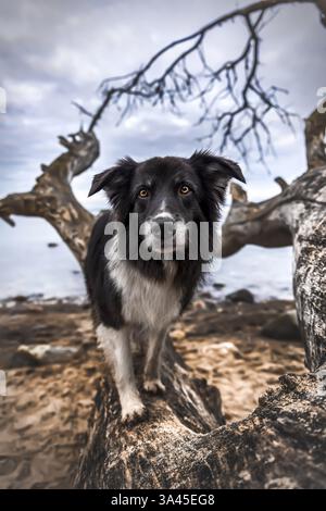 Collie de bordure mâle Banque D'Images